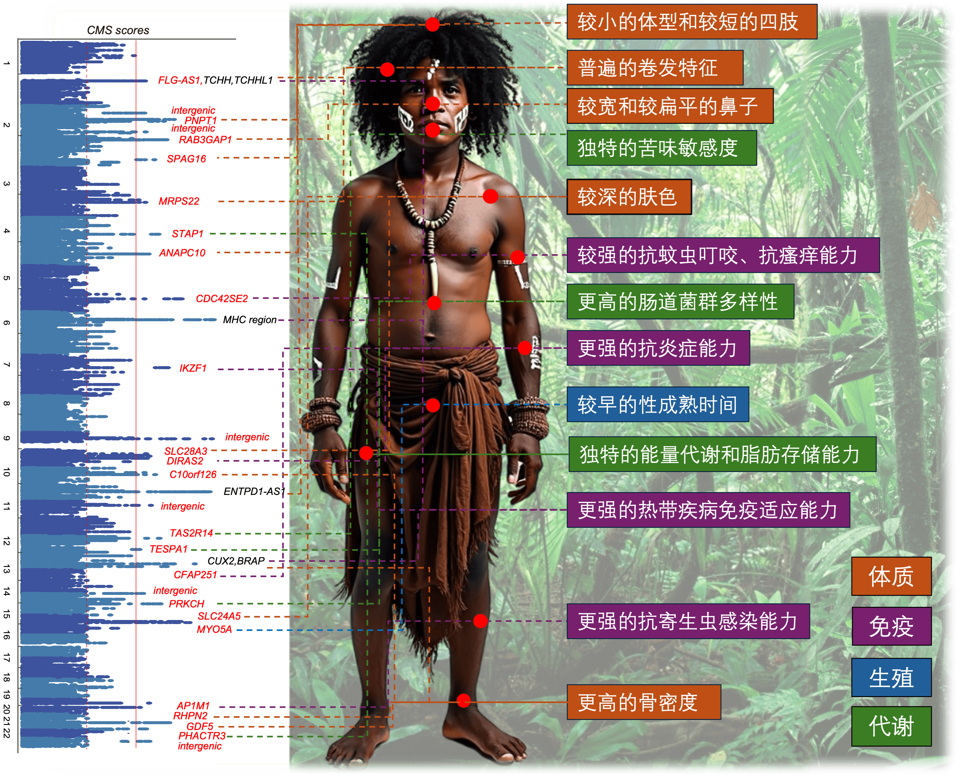 昆明动物研究所主导研究登上《自然》：揭秘东南亚人类基因秘密